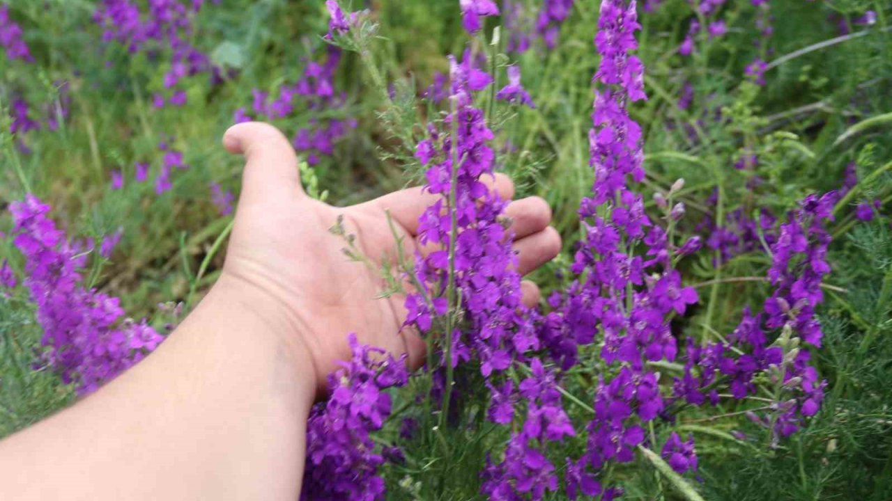 Eskişehir’de Söğüt Otları Görsel Şölen Oluşturdu