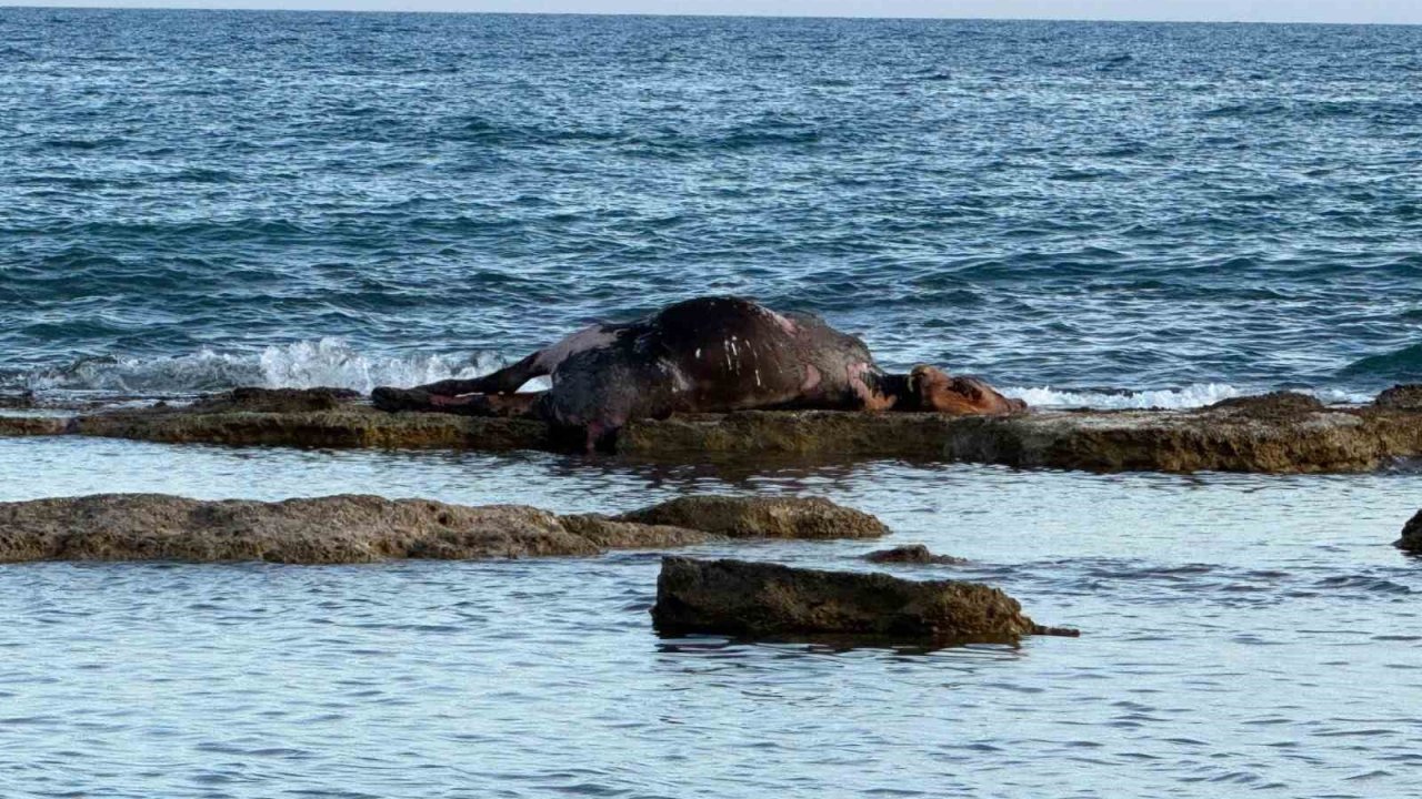 Antalya’da Denizin Ortasında İnek Leşi Görenler Gözlerine İnanamadı