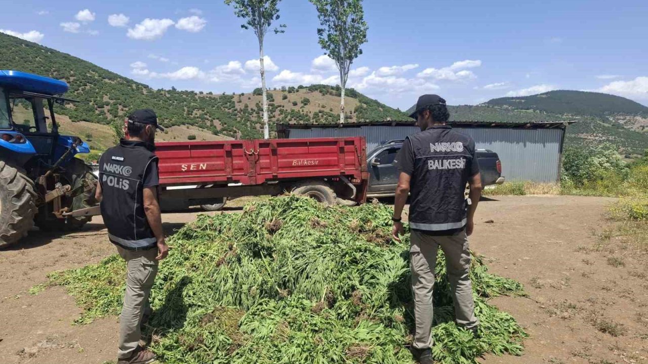 Balıkesir’de Kenevir Bahçesine Operasyon