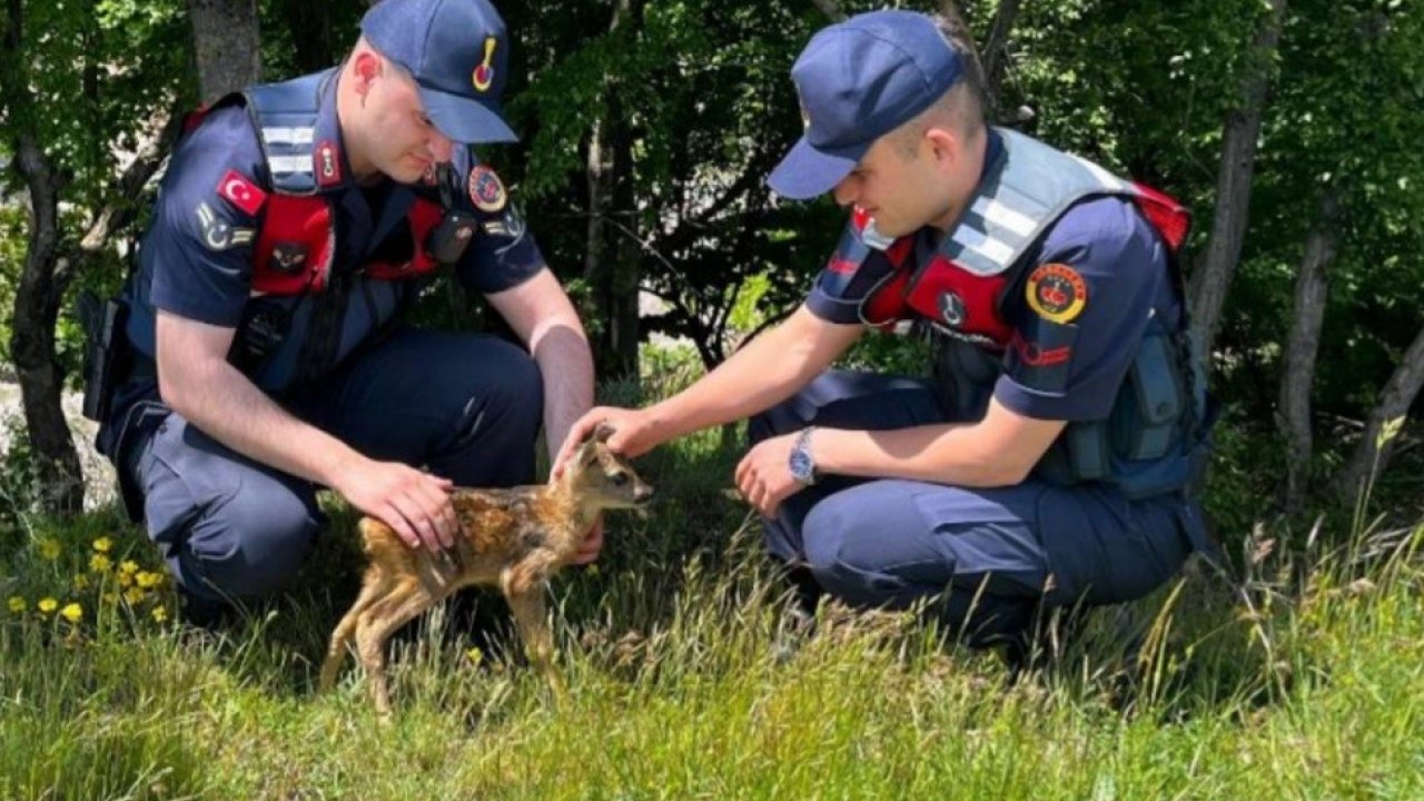 Kırklareli’nde Yavru Karaca Koruma Altına Alındı