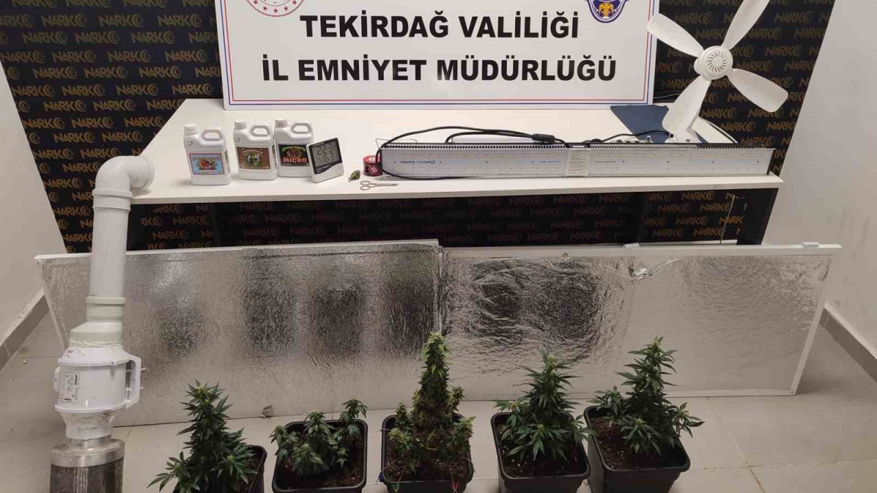 Dolaptan Kenevir Serası Çıktı