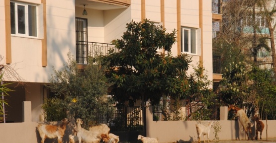 Keçiler şehrin keyfini çıkardı
