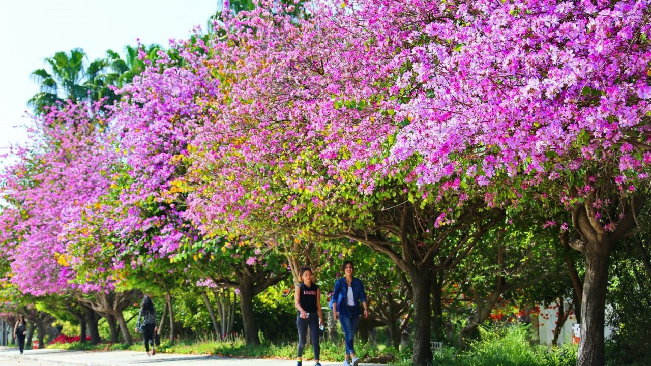 Akdeniz Üniversitesi Çevre Hizmet Ödülleri Açıklandı