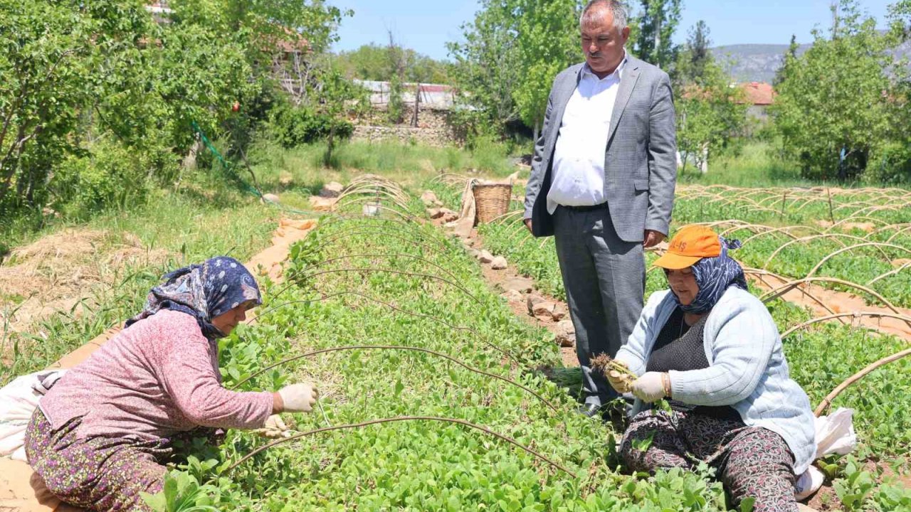 Avanslarını Almaya Başlayan Tütün Üreticileri Fidelerini Toprakla Buluşturdu