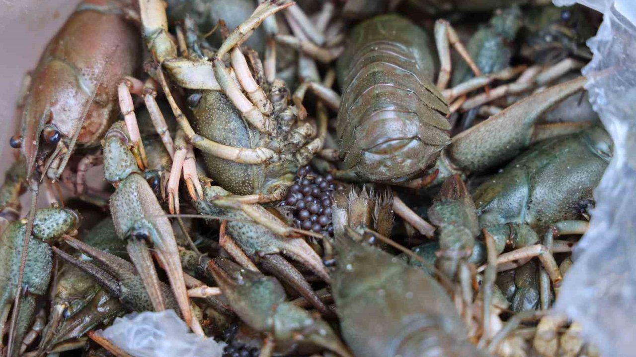 Antalya Terminalinde 300 Kilogram Kerevit, 40 Kilo Üreme Mevsiminde Av Yasağı Bulunan Mavi Yengeç Ele Geçirildi