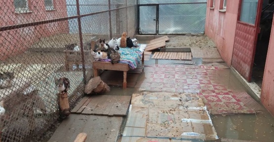 Barınaktaki kediler sular altında kaldı