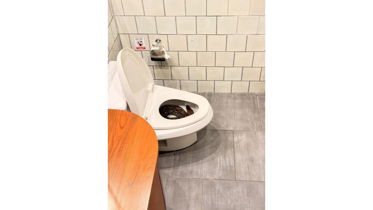 Tayland’da Bir Evin Tuvaletinden Dev Piton Çıktı