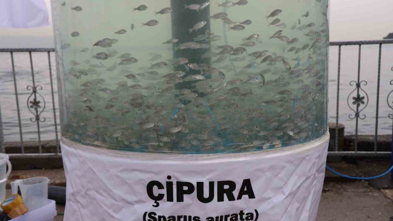 Körfez Diriliyor: İzmit’te 54 Bin Balıkla Mavi Devrim
