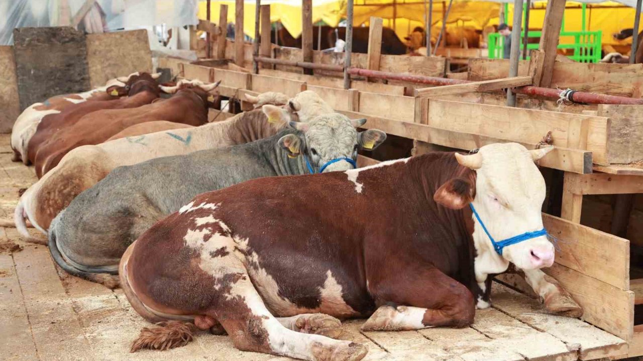 Balçık’ta Kurban Mesaisi Başladı