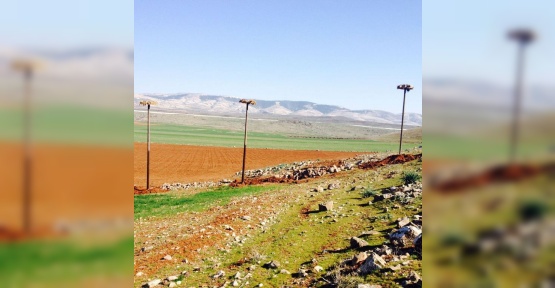 Leylekler yeni yuvalarında güvende