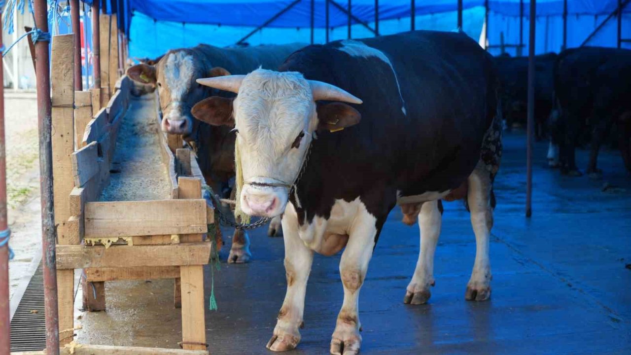 Profesörden Kurbanlık Uyarısı: