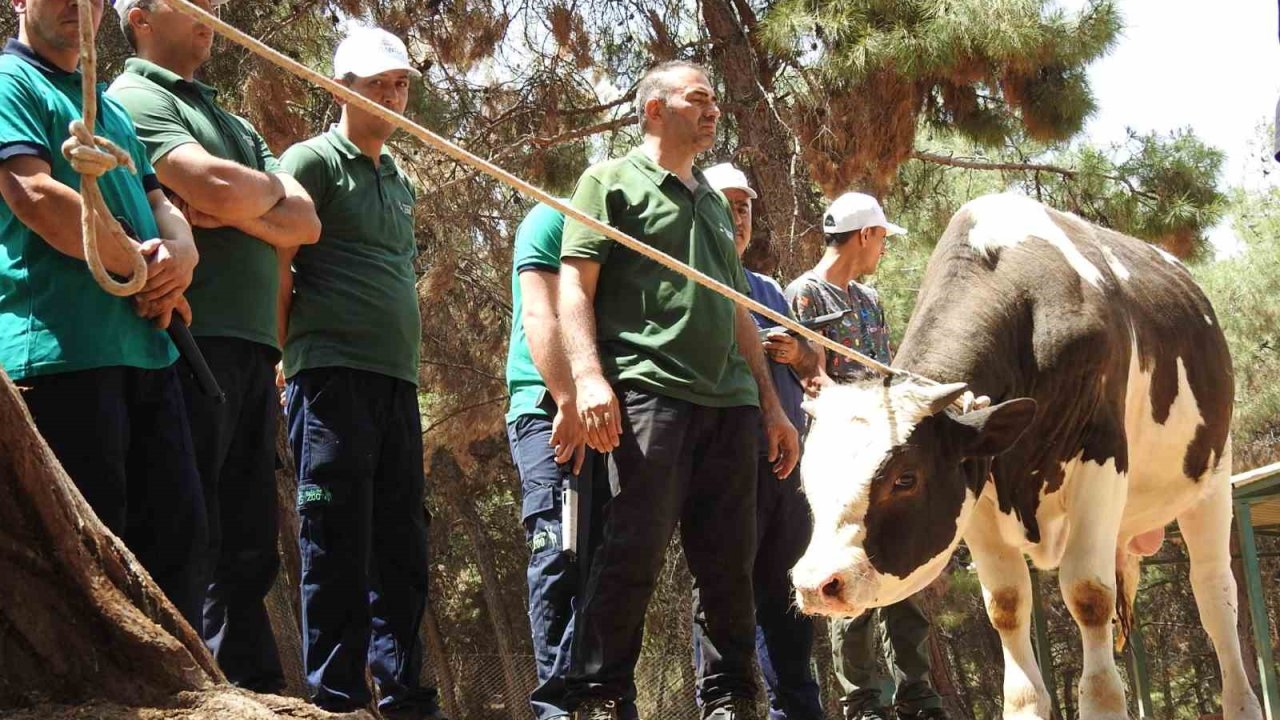 Gaziantep Büyükşehir, Kurban Yakalama Timi Bayrama Hazır