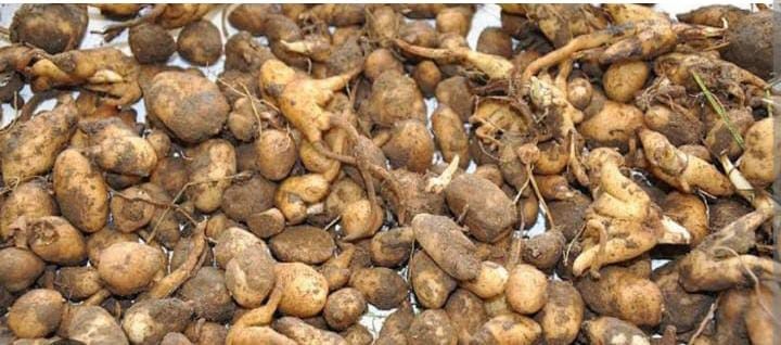 Buldan’da Salep Toplayan Kişiye 547 Bin Tl Ceza Uygulandı