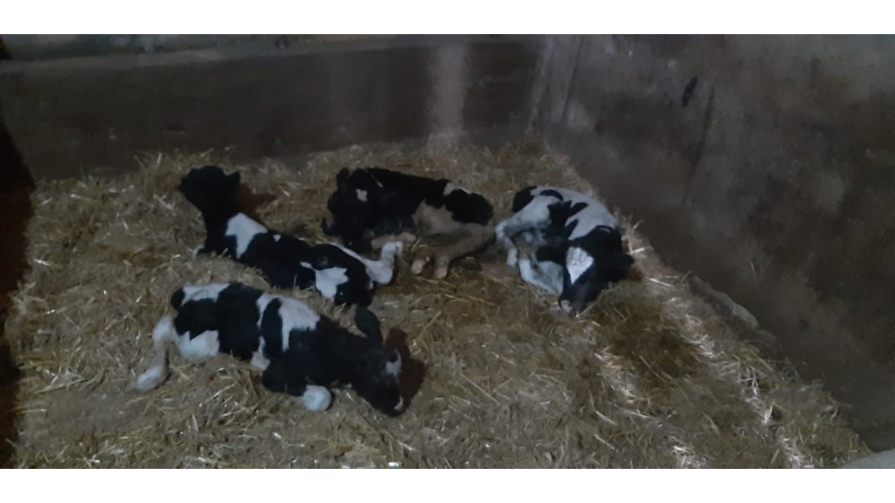 Balıkesir’de Nadir Görülen Olay: İnek 5 Buzağı Doğurdu