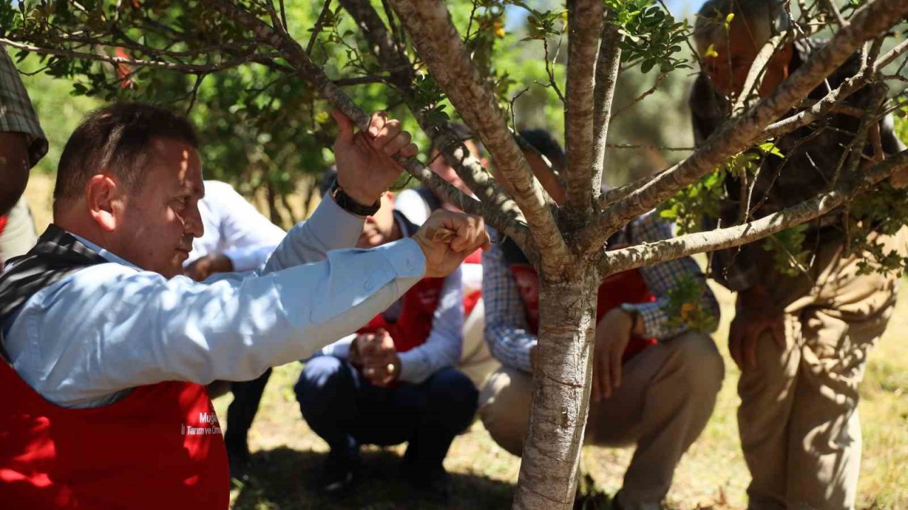 Muğla’da Sakız Hasadı Gerçekleştirildi