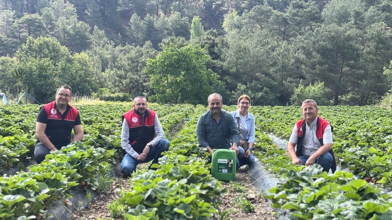 Kaymakam Özderin, Çilek Hasadına Katıldı
