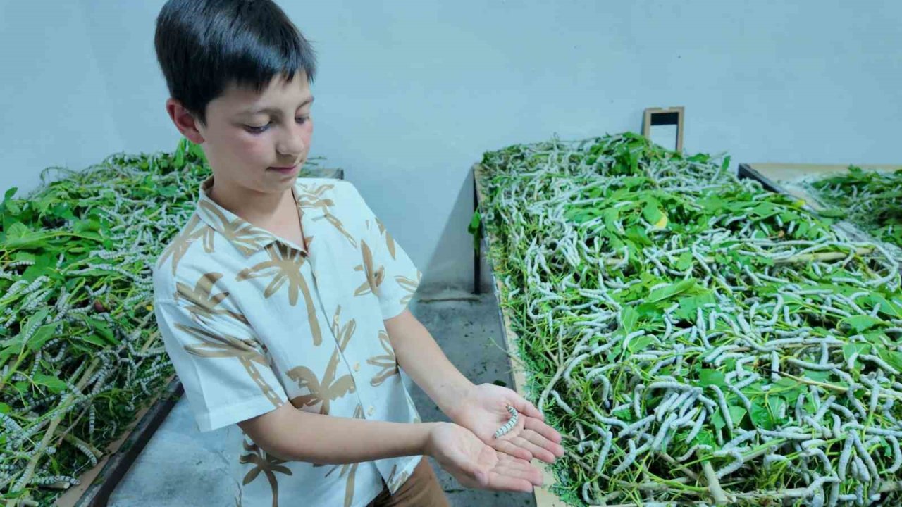 İpekböceği Irkları Üzerinde Islah Çalışmaları