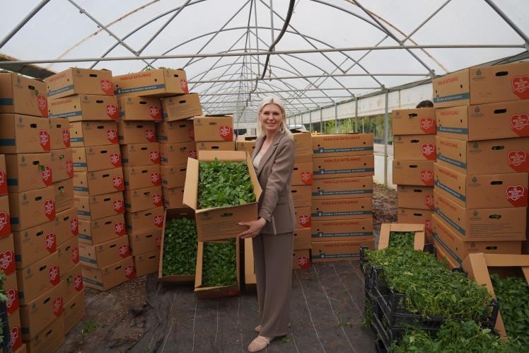 Son Üç Yılda 1 Milyon 700 Bin Fide Dağıtıldı