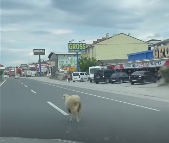 Yalova’da Kaçak Kurbanlık Koyun Trafiği Birbirine Kattı
