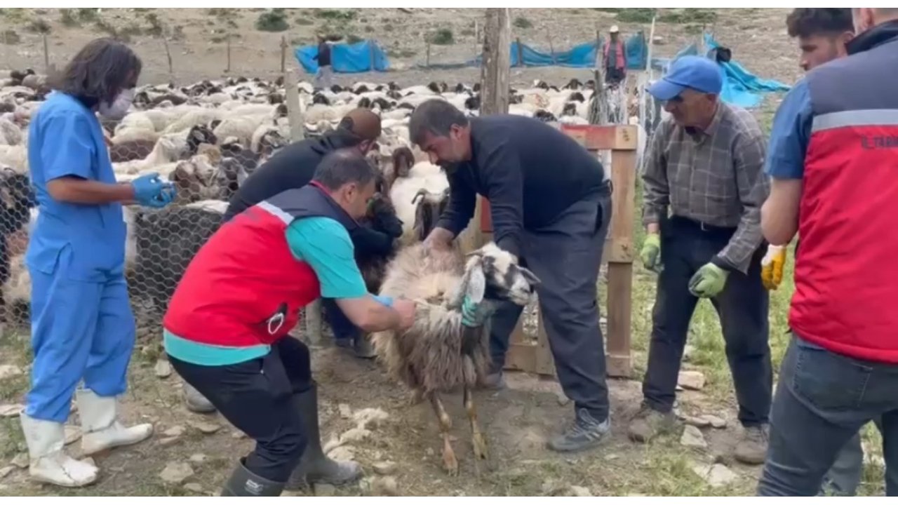 Yüksekova’da Şap Hastalığına Karşı Aşılama Çalışması Devam Ediyor