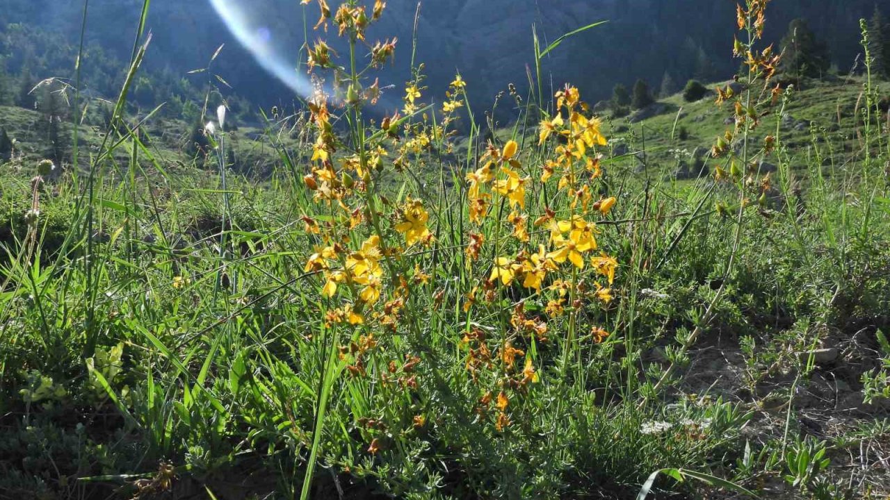 Kahramanmaraş Geben Vadisi Milli Park İlan Edildi