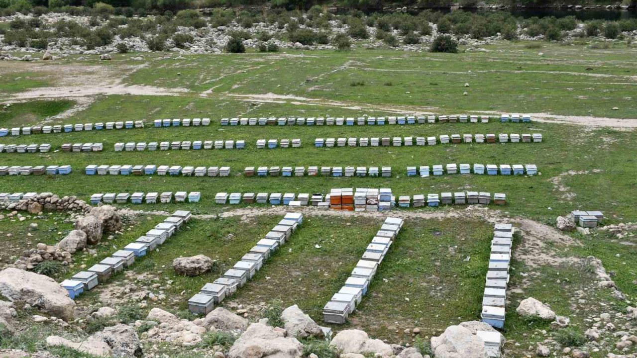 Arıcılar Doğal Bal İçin Yollarda