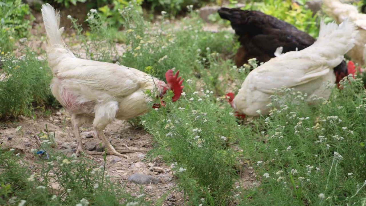 Kene Kabusuna Tavuklu Çözüm