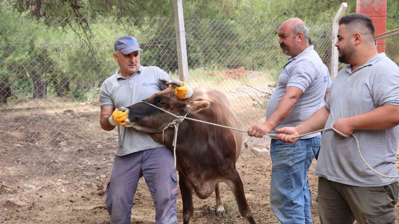 Antalya Büyükşehir Belediyesi Kurban Bayramı’na Hazır