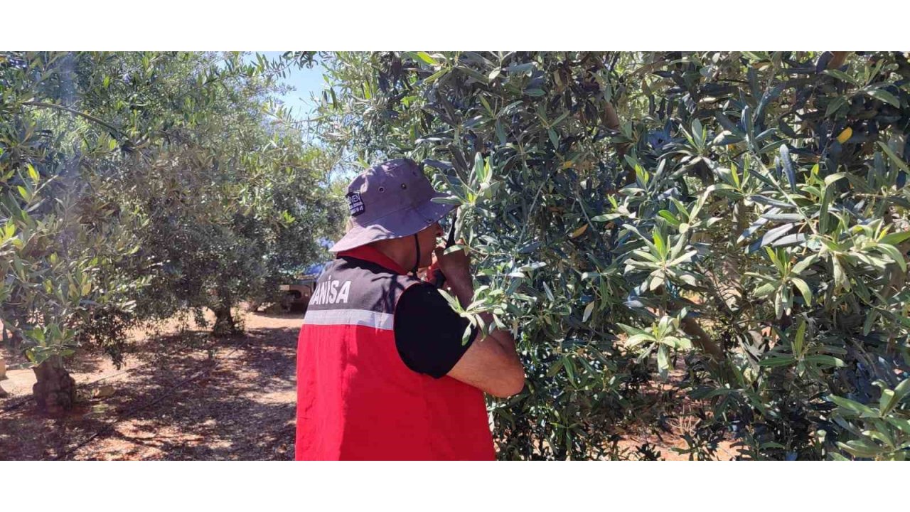 Salihli’de ‘Zeytin Güvesi’ Alarmı