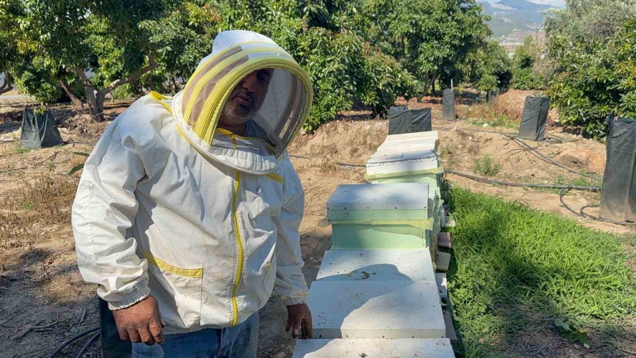 Kovanlarına Ayı Saldıran Arıcı: