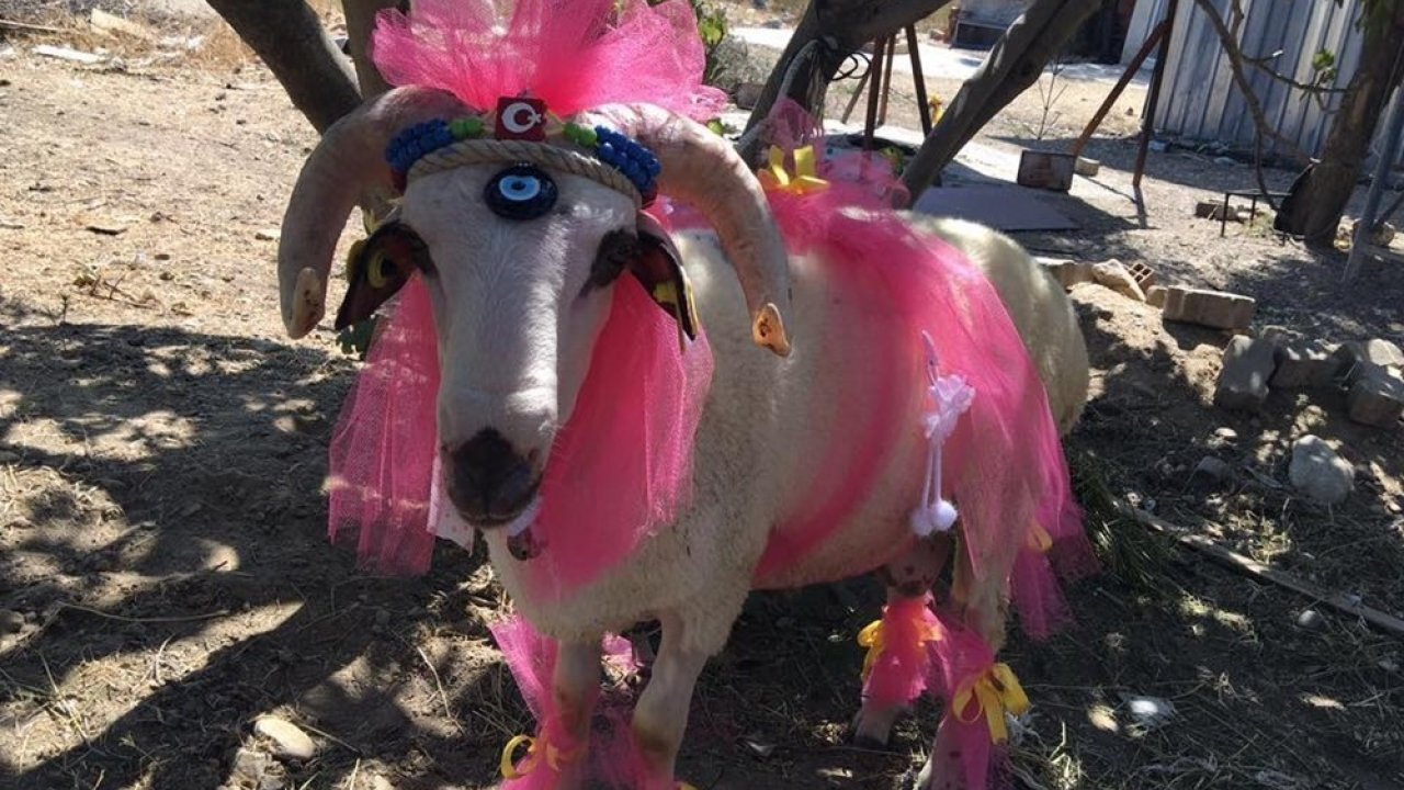 Nişanlıya Süslü Koç Hediyesi