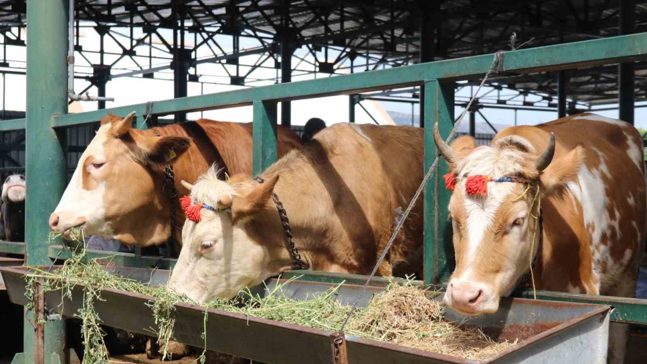 Pazarlıklar Kızıştı, Kimisi