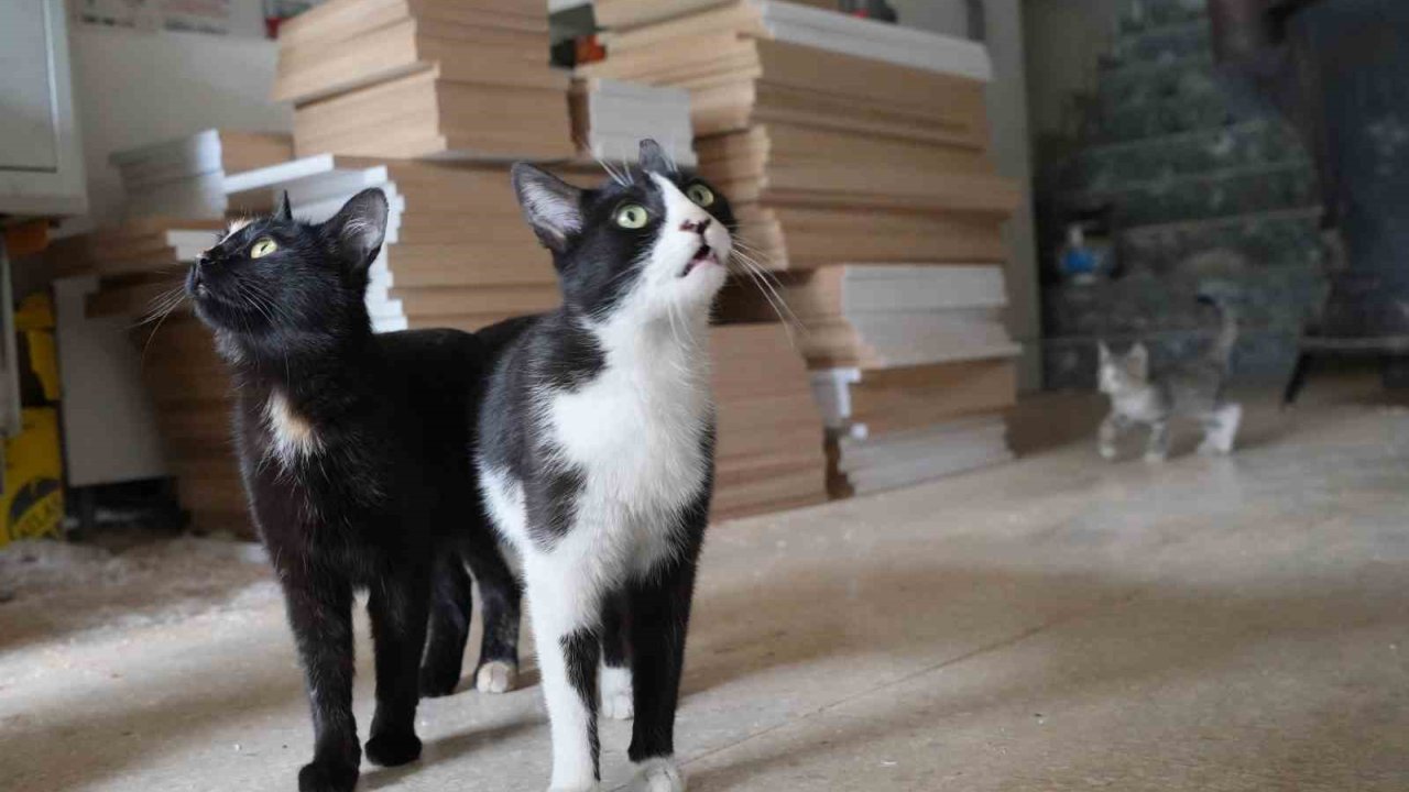 İşte Türkiye’nin Konuştuğu O Çılgın İki Kedi