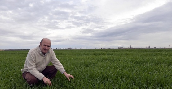 Yağmur, buğday ve mısır üreticisini güldürdü