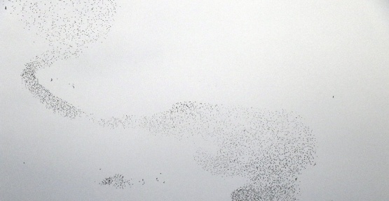 Kuşlardan gökyüzünde görsel şölen