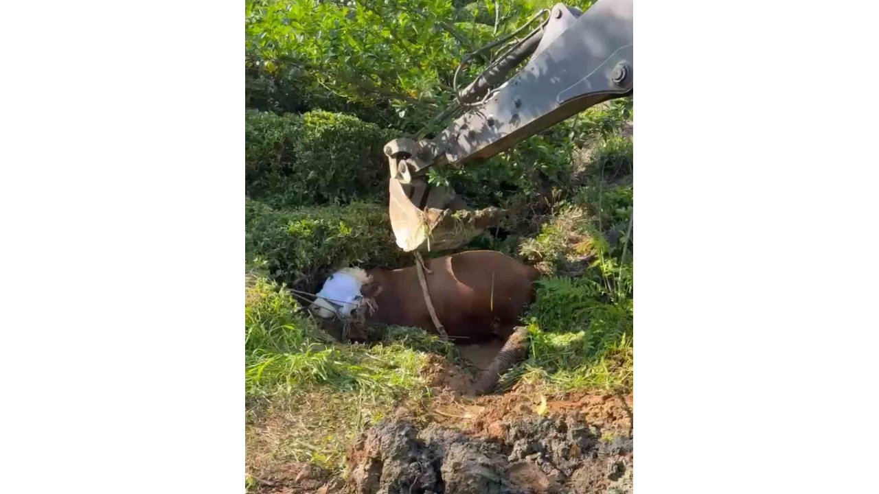 Rize’de Bağını Kopararak Çukura Düşen Boğa İş Makinesi İle Çıkarıldı