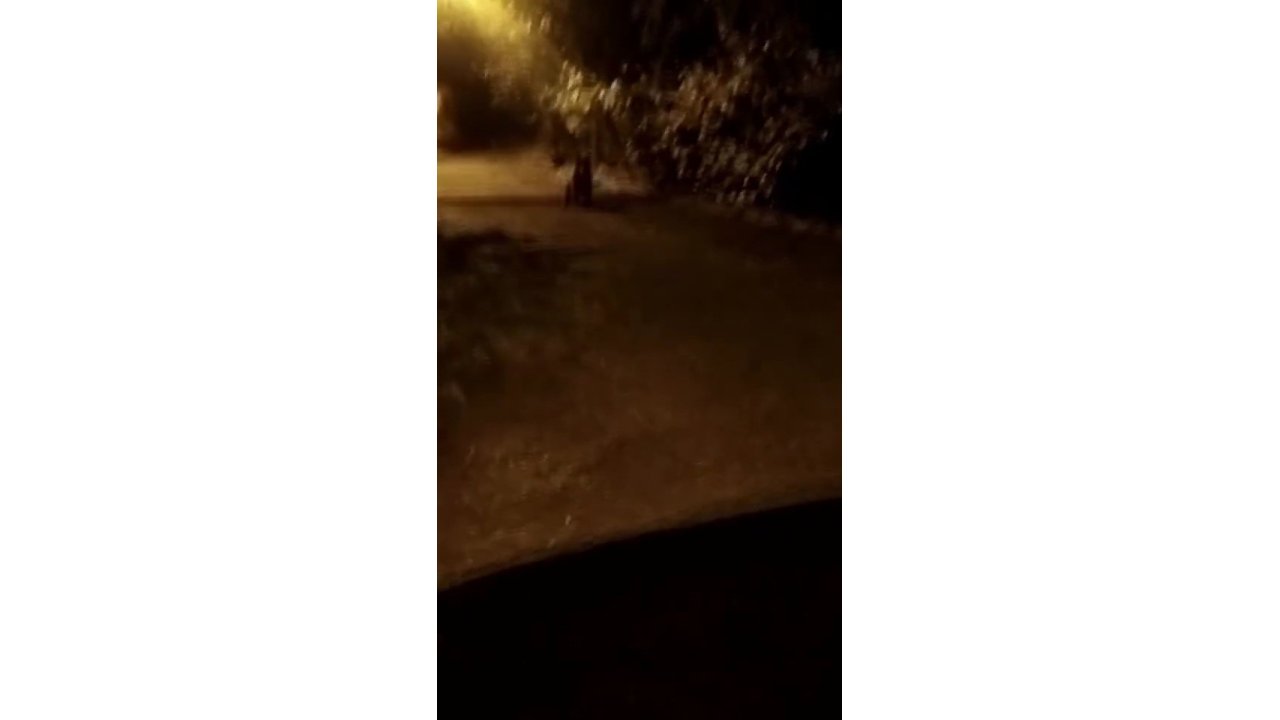 Mezarlık Yanına İnen Ayı Kamerada