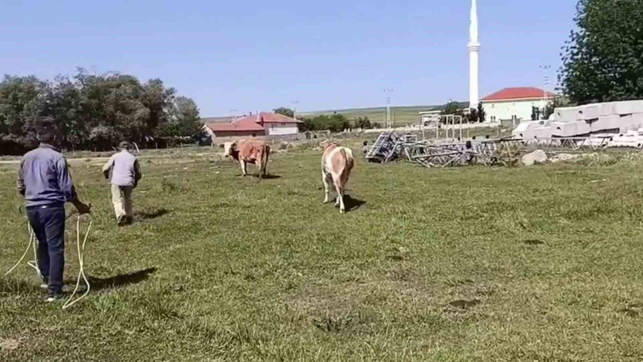 Kurbanlığın, Sahibini Terlettiği Anlar Cep Telefonuyla Anbean Kaydedildi