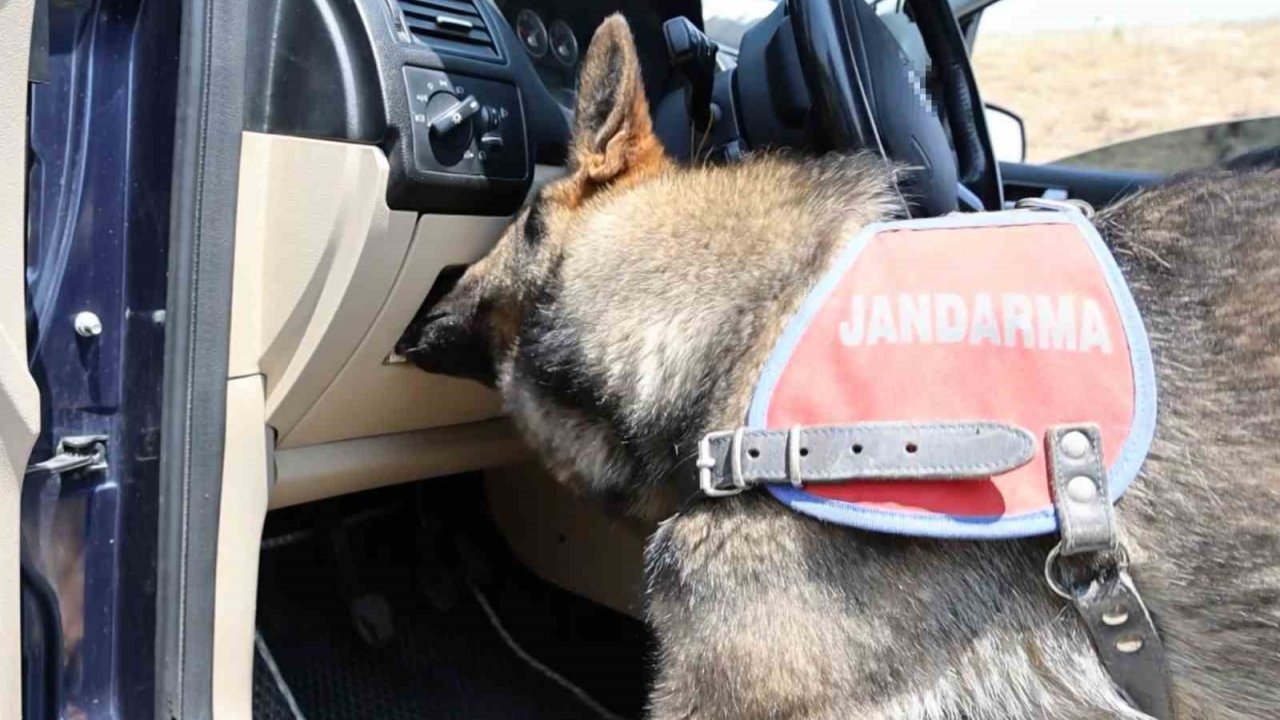 Koklayıp Bulduğu Uyuşturucuyu Patisiyle Böyle Çıkarttı