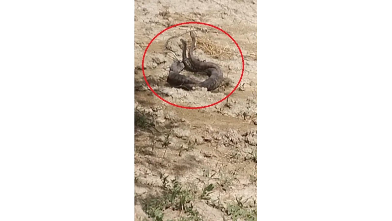 Hatay’da Yılanların Çiftleşme Dansı Kamerada