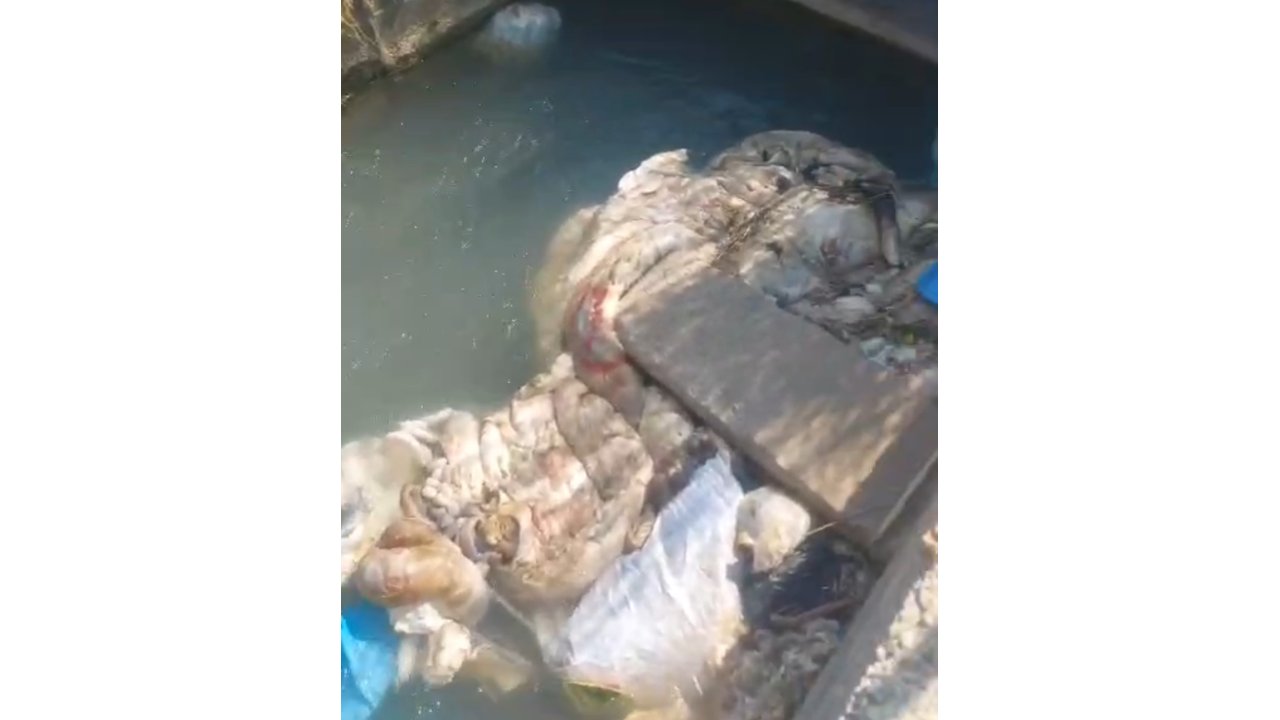 Adana’da Sulama Kanalları Hayvan Pislikleriyle Doldu Taştı