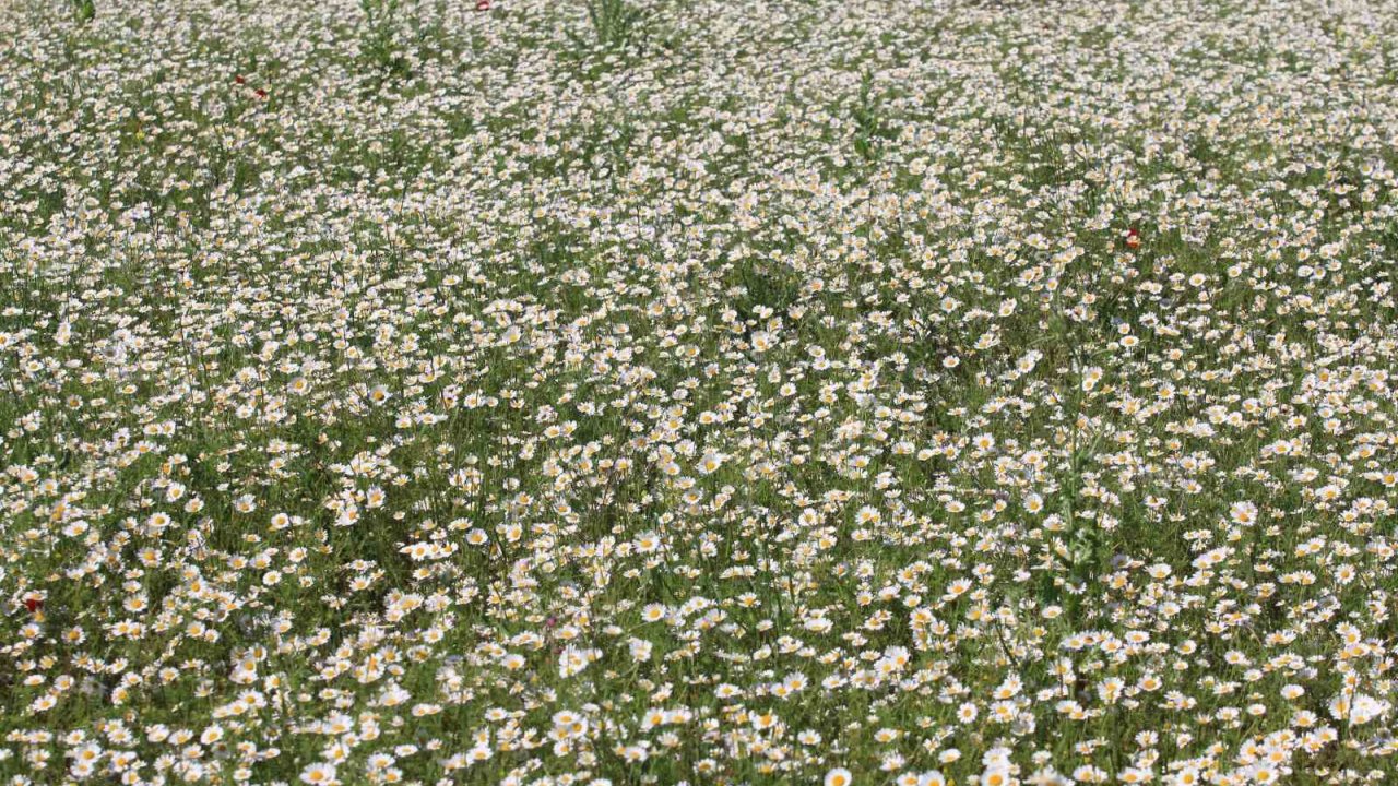 Tigem’in Meraları Papatya Tarlasına Dönüştü