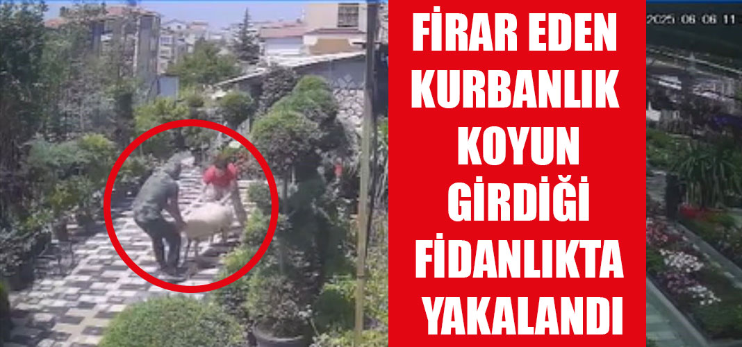 FİRAR EDEN KURBANLIK KOYUN GİRDİĞİ FİDANLIKTA YAKALANDI