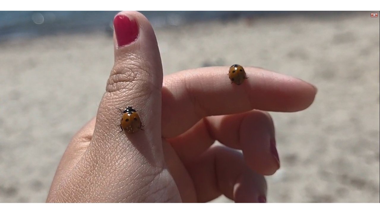 Saros Körfezi Sahillerinde Uğur Böceği İstilası: Tatilcilere Zor Anlar Yaşattı