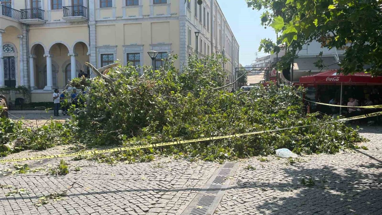 Tarihi Kemeraltı Çarşısı Girişindeki Dev Çınar Devrildi