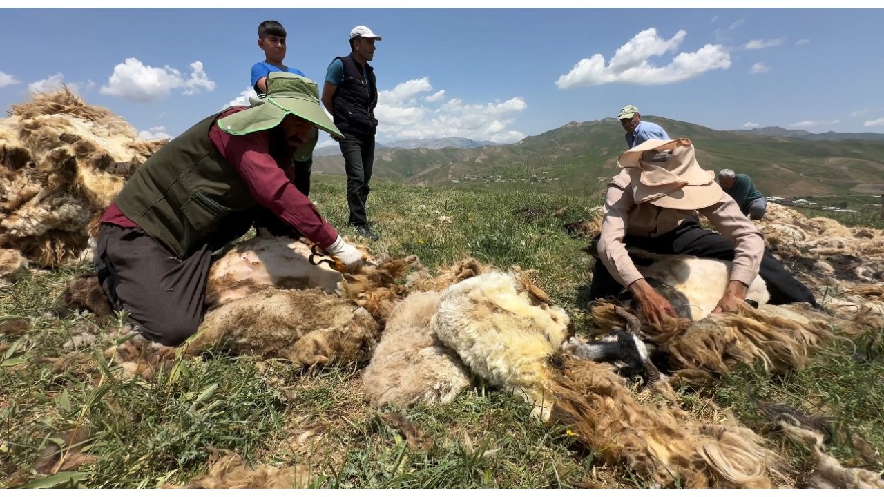 Yüksekova’da Koyun Kırkma Mesaisi Başladı