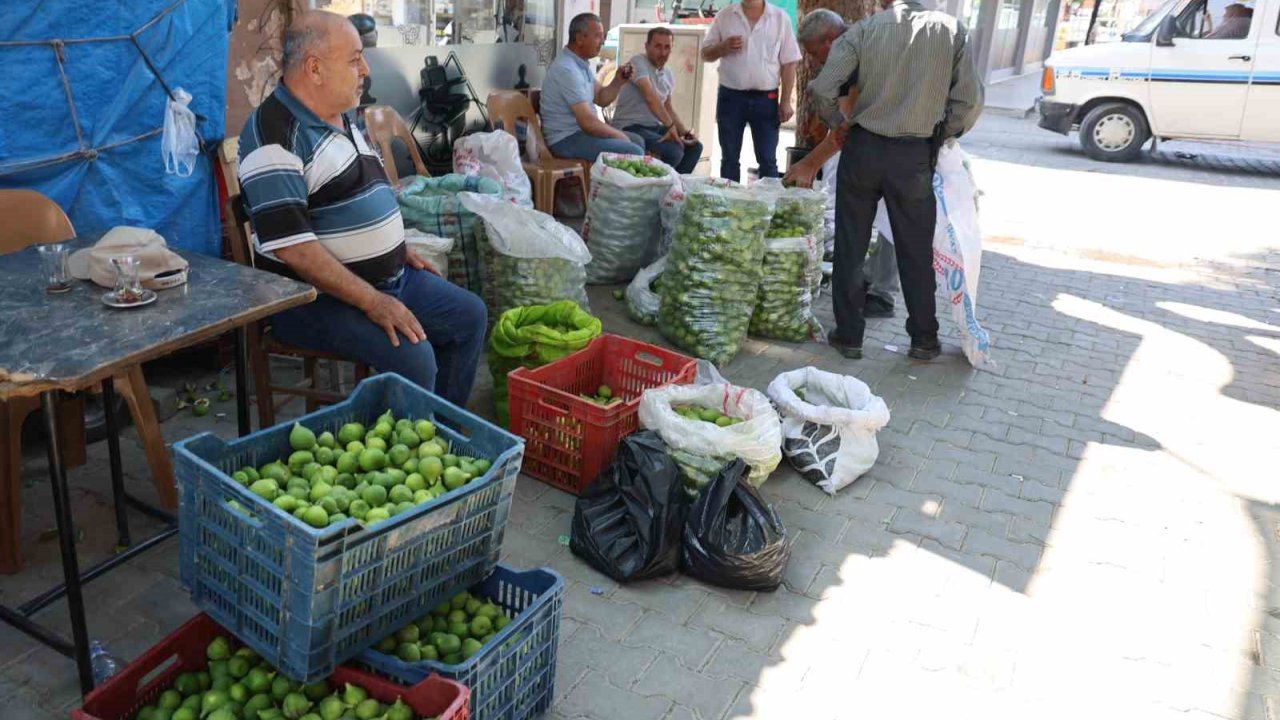 Aydın İncirinde ’ilekleme’ Sezonu Başladı