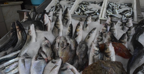 Karadeniz’de levrek bereketi