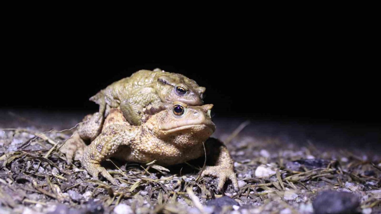 Bacağı 43 Dolar Kendisi 15 Dolar