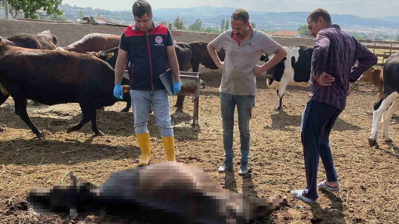 Kırıkkale’de Yıldırım Düşmesi Sonucu 6 Büyükbaş Hayvan Telef Oldu